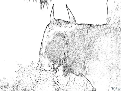 wildebeest Omalovánky K Vytištění